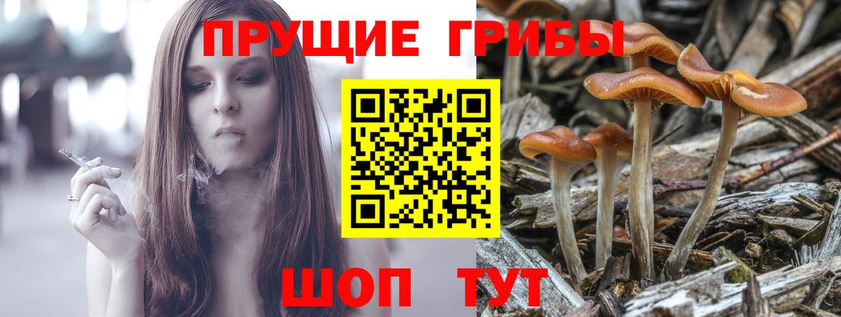 Галлюциногенные грибы Psilocybe Алатырь